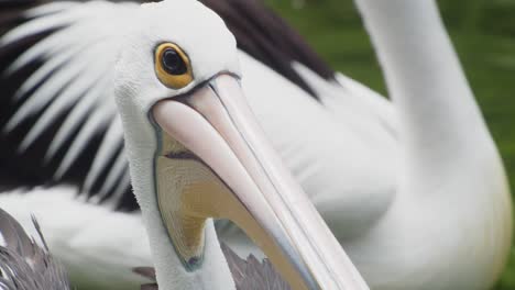Australischer-Pelikan-Schwimmt-Im-Teichwasser,-Blickt-In-Die-Kamera,-Nahaufnahme