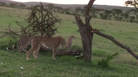 Una-Madre-Guepardo-Con-Sus-Cachorros-Revisando-Un-Registro-En-La-Conservación-De-Olare-Motorogi-En-Maasai-Mara,-Kenia---Tiro-Amplio-Y-Estable