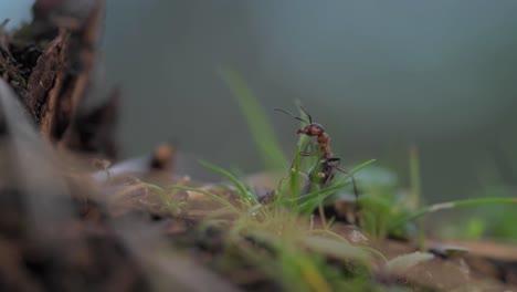 Single-fire-ant-defense-posture