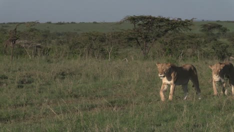 Tres-Leonas-Caminando-Por-Las-Praderas-De-Olare-Motorogi-Conservancy-En-Masai-Mara,-Kenia---Primer-Plano