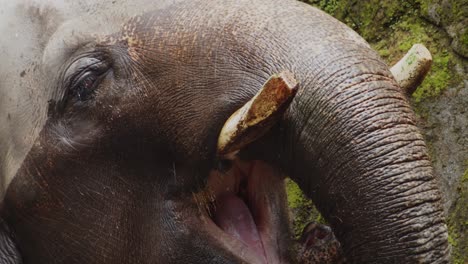 Old-Asian-Elephant-With-Broken-Tusks-Bathing-Under-Waterfall,-Close-Up-Slow-Motion