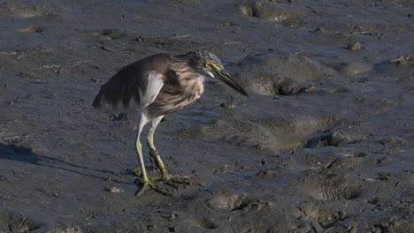 One-of-the-Pond-Herons-found-in-Thailand-which-display-different-plumages-according-to-season