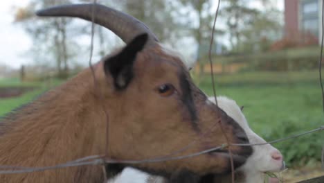 Cabras-Hambrientas-Comiendo-Hierba-En-La-Granja-Holandesa