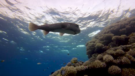 Kugelfische,-Die-Im-Seichten-Wasser-über-Korallenriffen-Kreuzen