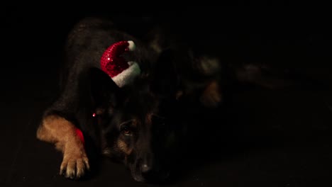 Cute-Sad-German-Shepherd-Dog-Wearing-Red-Christmas-Hat-Lying-Eyes-Down-Stands-Up