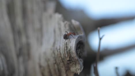 Single-fire-ant-standing-on-the-wooden-trunk