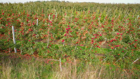 Apple-Fruit-Orchards-Field,-Row-of-Red-Fresh-Ripe-Apples-Plants-Trees-in-Countryside-Farm-in-Straszyn-Region,-Gdansk-Poland