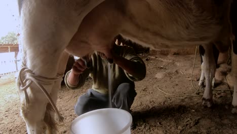 Granjero-Ordeñando-Vaca-En-El-Establo