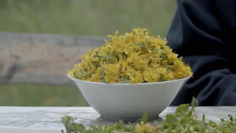 Girl-hand-picking-and-harvesting-St-John's-wort-in-beautiful-garden,-close-up,-slow-motion