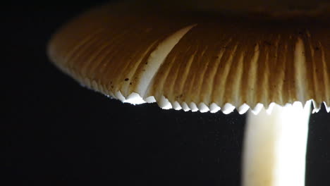 Thousands-of-Spores-Raining-downwards-from-a-Mushroom-Cap---Amanita-fulva-"Tawny-Grisette