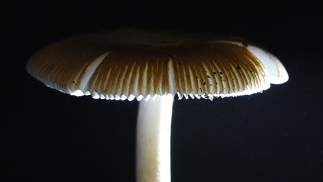 Thousands-of-Spores-Raining-down-from-a-Mushroom-Cap-=-Amanita-fulva-"Tawny-Grisette