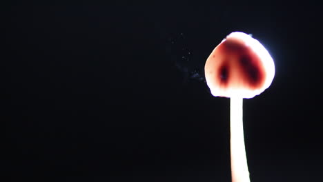 Super-Speed-Spores-being-released-from-a-Mushroom---Mycena-haematopus
