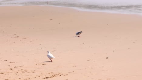 two-animal-wildlife-pigeons-bird-finding-food-on-tropical-nature-sand-beach,-summer-vacation-travel-tourism-peaceful