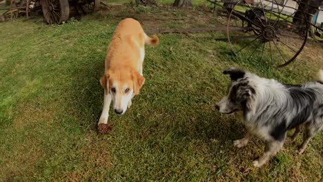 Dogs-playing-in-the-garden