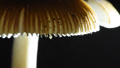 Spores-Raining-down-from-a-Mushroom---Amanita-vaginata-the-"tawny-grisette