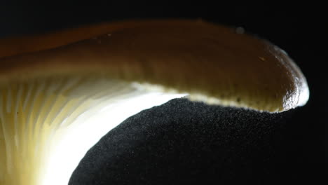Close-Up-up-Oyster-Mushroom-releasing-Billions-of-Spores-into-the-night-air---Pleurotus-ostreatus-