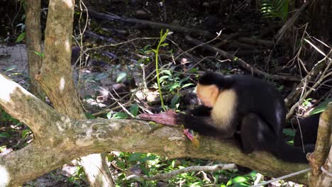Affe,-Der-Eine-Eidechse-Isst,-Während-Der-Zweite-Affe-An-Einem-Sonnigen-Tag-In-Einem-Regenwald-Von-Costa-Rica-Auf-Dem-Rücken-Klettert
