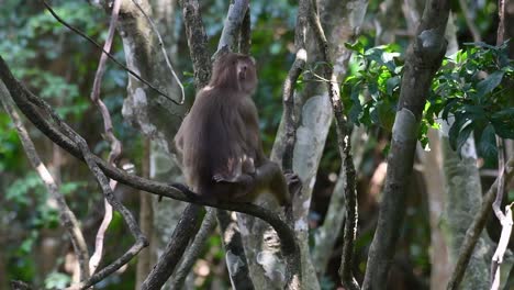 Der-Nördliche-Schweinsschwanzmakake-Ist-Ein-Primat,-Der-Häufig-Im-Khao-Yai-Nationalpark-Vorkommt,-Obwohl-Er-Eine-Gefährdete-Art-Ist