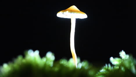 Slightly-angled-detail-shot-of-the-cap-of-a-Psilocybe-cyanescens-mushroom-releasing-spores