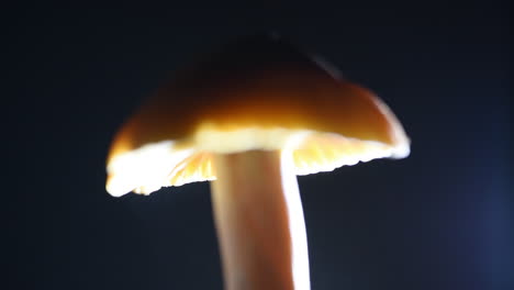 Amazingly-detailed-spore-dispersal-shot-pulling-focus-and-showing-a-rain-of-spores-under-a-mushroom-Hygrocybe-pratensis-"the-meadow-wax-cap