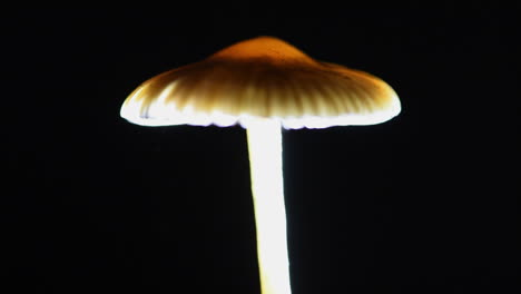 Side-view-detail-shot-of-the-cap-of-a-Psilocybe-cyanescens-mushroom-releasing-spores