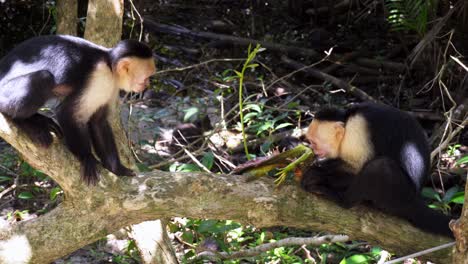 Affe,-Der-An-Einem-Sonnigen-Tag-Versucht,-Tote-Eidechsen-Von-Anderen-Affen-In-Einem-Regenwald-Von-Costa-Rica-Zu-Stehlen