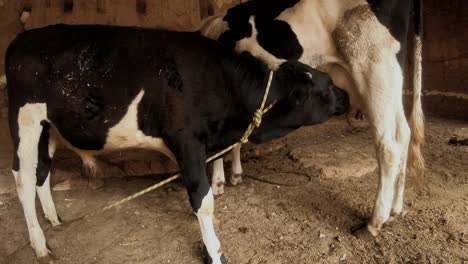 Cow-breastfeeding-its-calf-in-the-stable