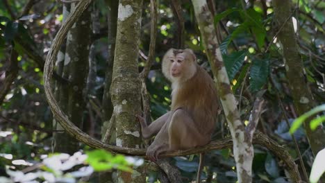 El-Macaco-De-Cola-De-Cerdo-Del-Norte-Es-Un-Primate-Que-Se-Encuentra-Comúnmente-En-El-Parque-Nacional-De-Khao-Yai,-Aunque-Es-Una-Especie-Vulnerable