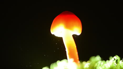 A-great-shot-of-a-scarlet-waxcap-mushroom-with-its-spores-floating-around-it-in-the-night