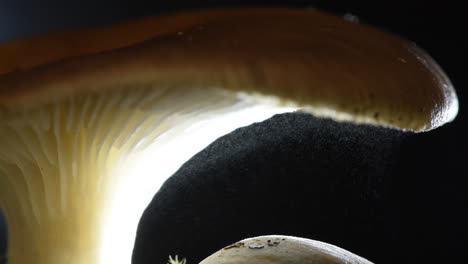 An-oyster-mushroom-releasing-millions-of-spores-in-fast-forward---Pleurotus-ostreatus