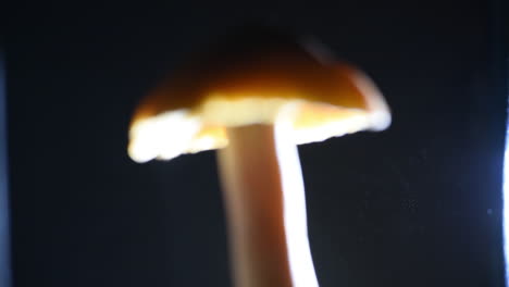 Fantastic-focus-pulling-shot-of-an-orange-mushroom-releasing-spores