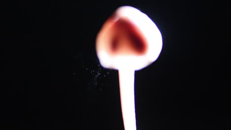 Cool-shot-with-a-mushroom-out-of-focus-but-the-spores-drifting-through-the-focus-plane