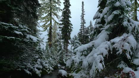 North-cascade-stream-running-between-snow-covered-larches