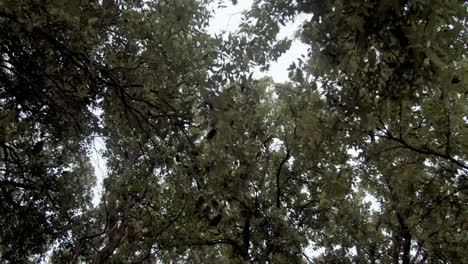 Olive-trees-and-leaves-shaking-in-the-wind,-pov,-close-up