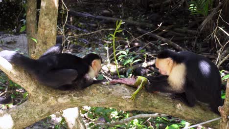 Zwei-Affen-Essen-An-Einem-Sonnigen-Tag-Eine-Eidechse-In-Einem-Regenwald-Von-Costa-Rica