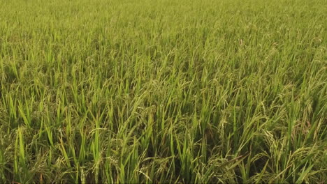 Close-up-of-Rice-field-on-Sumatra-Indonesia