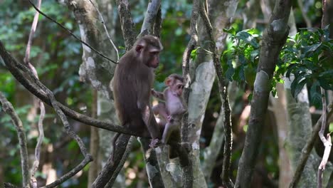 The-Northern-Pig-tailed-Macaque-is-a-primate-commonly-found-in-Khao-Yai-National-Park-though-it’s-a-Vulnerable-species