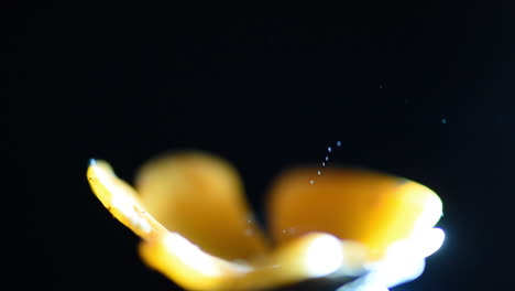 Beautiful-and-relaxing-footage-of-an-orange-cup-mushroom-shooting-spores-and-being-poked-with-a-pen