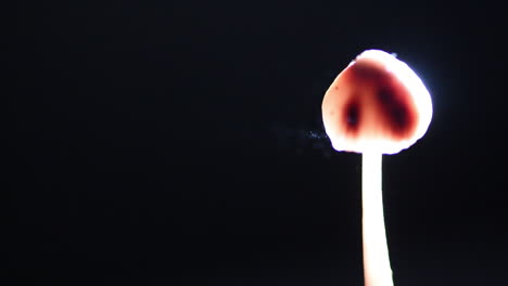 Waves-of-spores-being-released-by-a-small-mushroom
