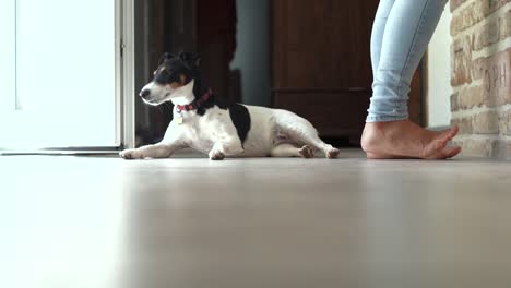 Süßer-Hund,-Der-In-Die-Kamera-Schaut-Und-Dann-Zu-Seinem-Meister-Aufschaut