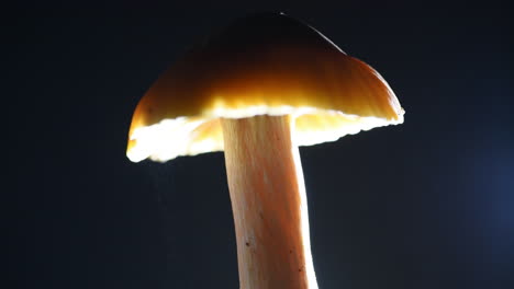 A-steady-shower-of-spores-falls-down-from-an-orange-looking-mushroom-cap