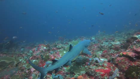 Weißspitzen-Riffhai,-Der-Auf-Der-Koralle-Liegt,-Schwimmt-Dann-Ins-Blau