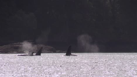 Family-of-four-Orcas-swimming-along-beautiful-shoreline,-blow-glistening-in-sun
