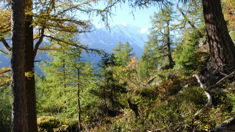 Mont-Blanc-view-from-the-Aiguilles-Rouge,-through-the-trees,-near-Chamonix