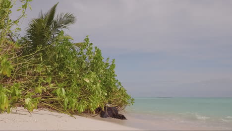 Eine-Kleine-Mangrove-Am-Tropischen-Strand