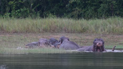 The-Asiatic-Elephants-are-Endangered-and-this-herd-is-having-a-good-time-playing-and-bathing-in-a-lake-at-Khao-Yai-National-Park