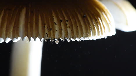 Detail-shot-of-a-mushroom-cap-with-soil-particles-releasing-spores-into-the-air