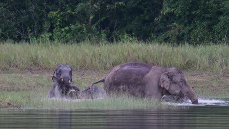 Die-Asiatischen-Elefanten-Sind-Vom-Aussterben-Bedroht-Und-Diese-Herde-Vergnügt-Sich-Beim-Spielen-Und-Baden-In-Einem-See-Im-Khao-Yai-Nationalpark