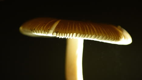 Close-up-of-spores-floating-from-the-head-of-the-mushroom