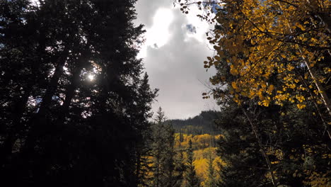 Breiter-Dunkler-Herbstwald-Mit-Sonnenbeschienenem-Berggipfel-Im-Hintergrund